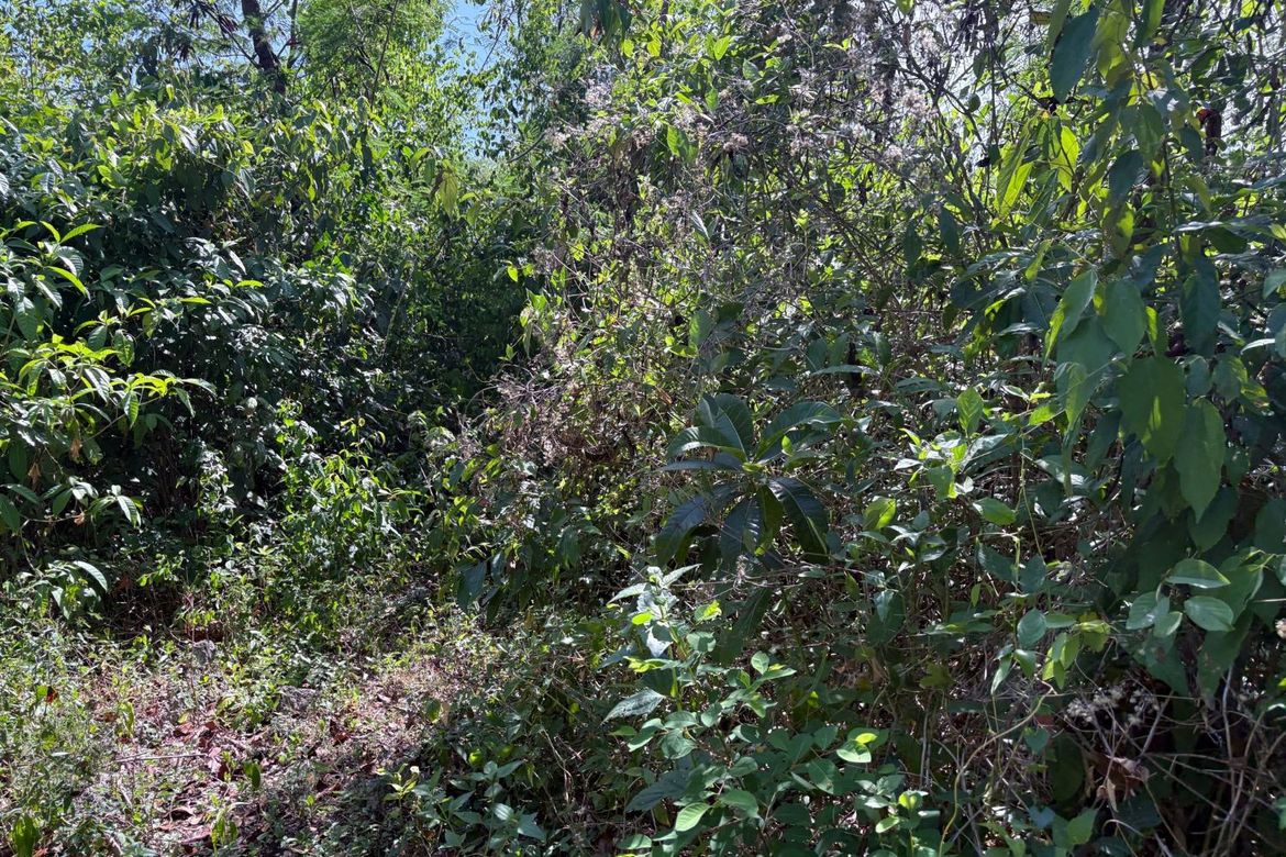 Land for Sale in Candanay Norte, Siquijor, Siquijor – photo 8