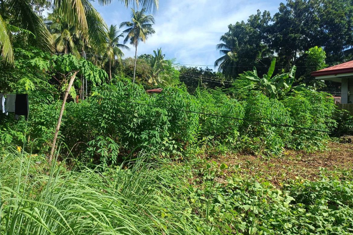 Land for Sale in Candanay Norte, Siquijor, Siquijor – photo 3