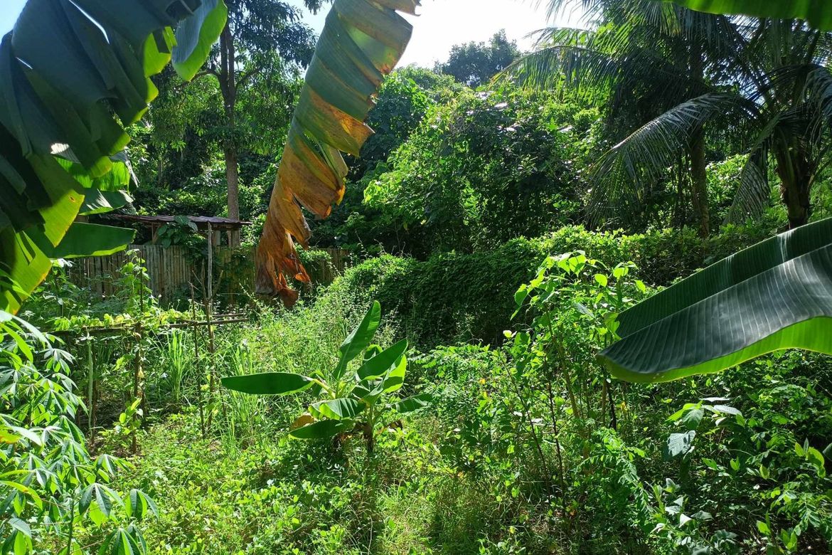 Land for Sale in Candanay Norte, Siquijor, Siquijor – photo 4