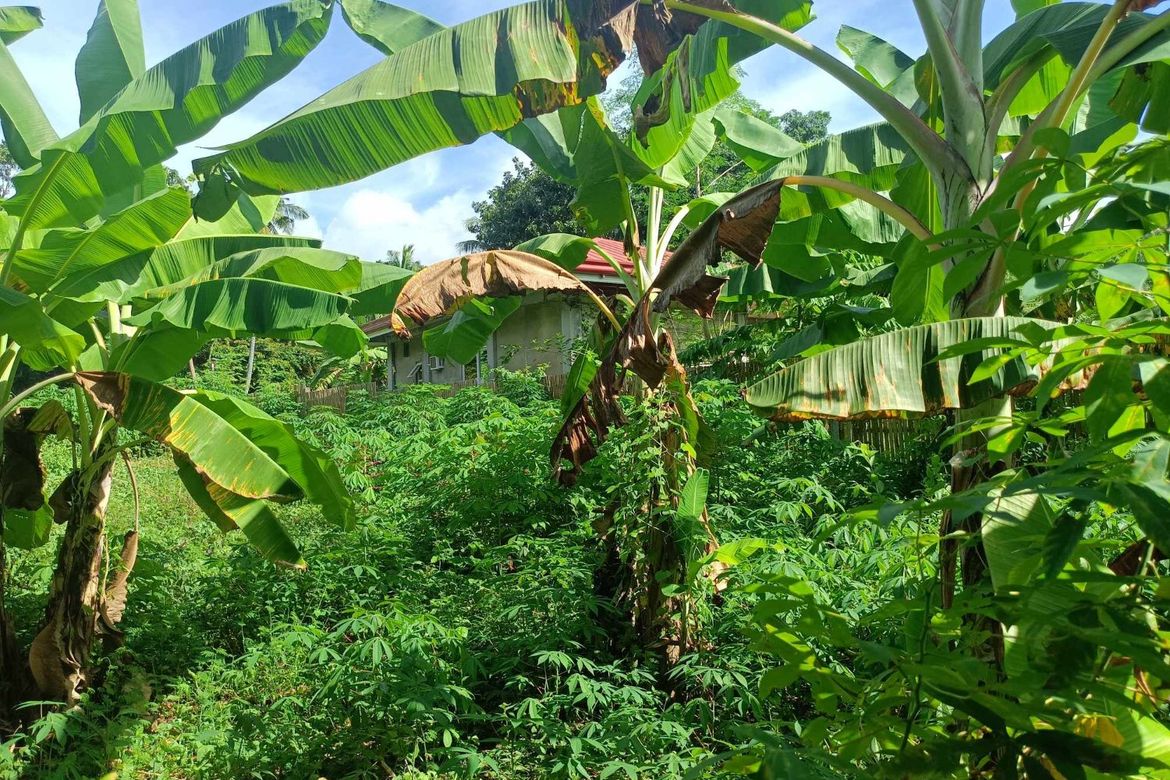 Land for Sale in Candanay Norte, Siquijor, Siquijor – photo 8