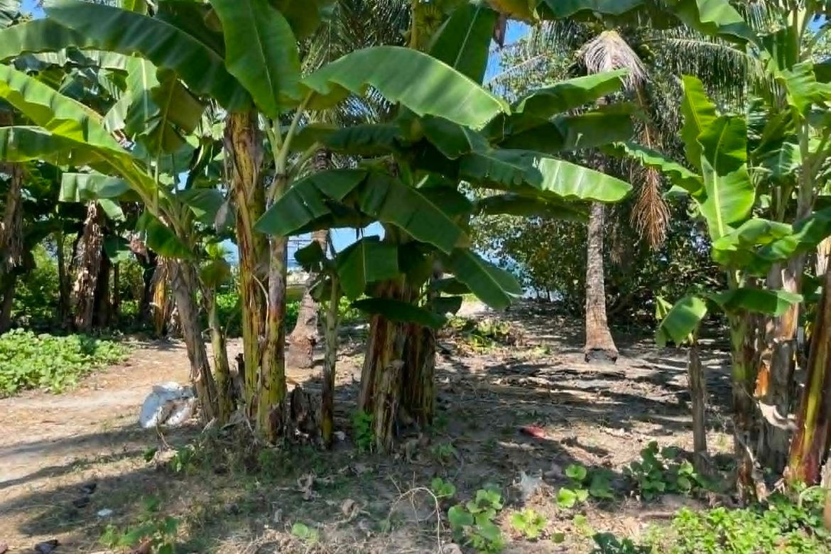 Land for Sale in Candaping A, Maria, Siquijor – photo 8