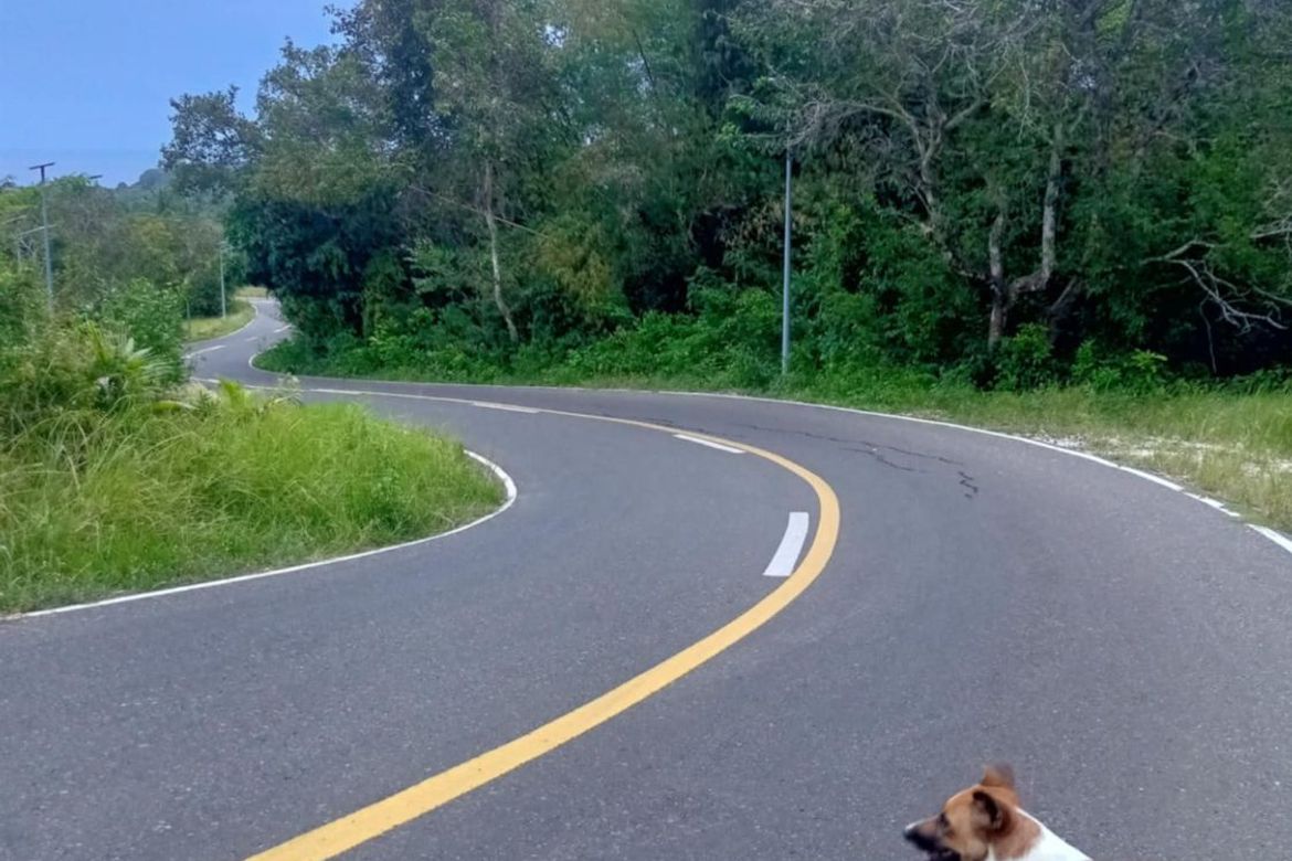 Land for Sale in Candaping B, Maria, Siquijor