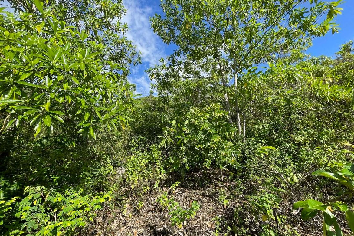Land for Sale in Candura, San Juan, Siquijor – photo 6