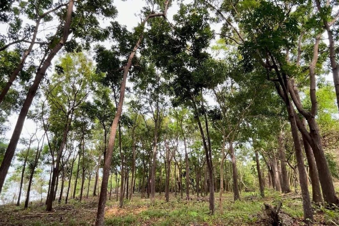 Land for Sale in Cang-Agong, Siquijor, Siquijor – photo 5