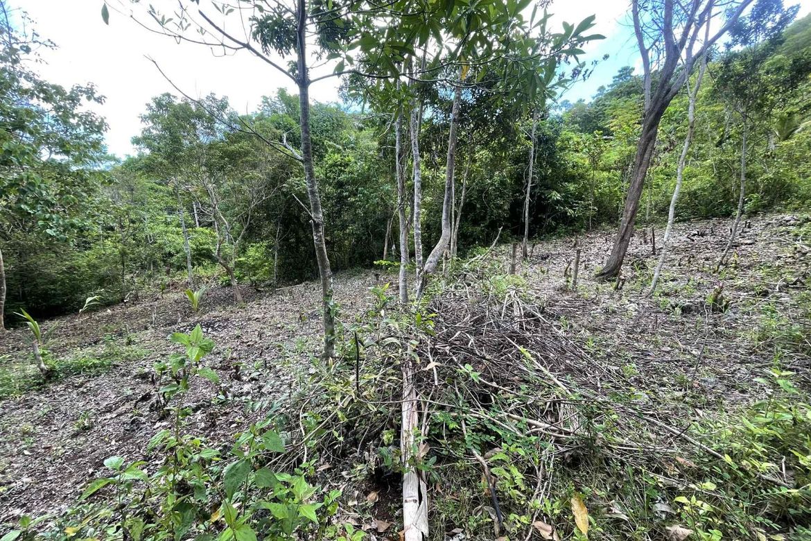Land for Sale in Cangmohao, Siquijor, Siquijor – photo 6