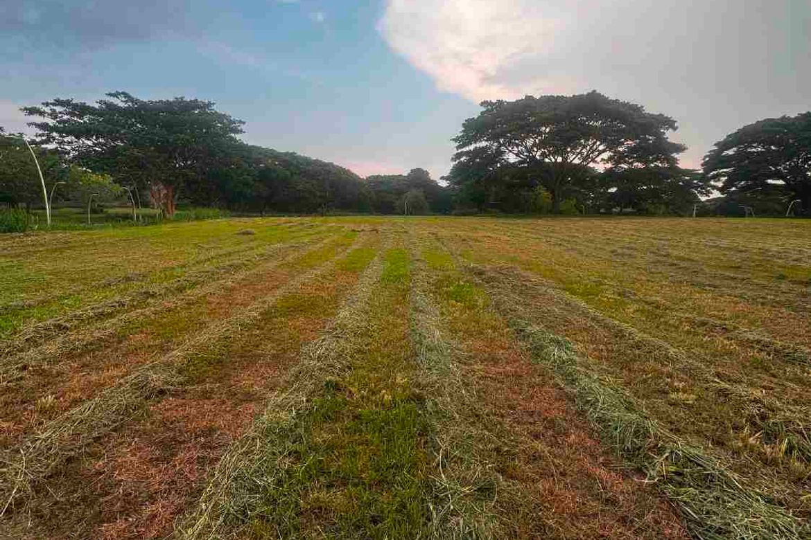 Land for Sale in Canlubang, Calamba, Laguna – photo 2