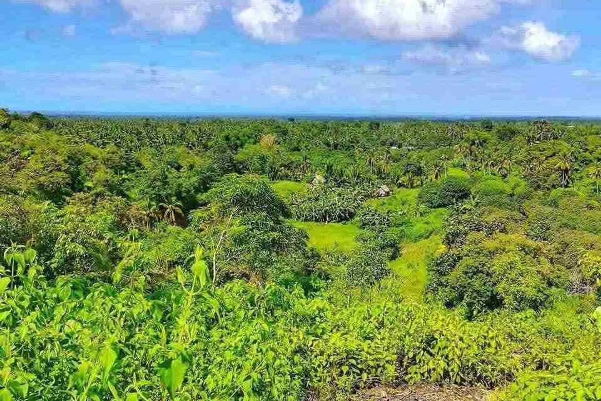 Land for Sale in Cansomoroy, Balamban, Cebu – photo 2