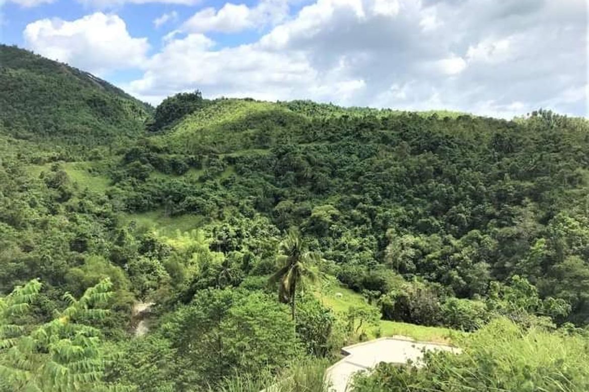 Land for Sale in Cansomoroy, Balamban, Cebu – photo 8