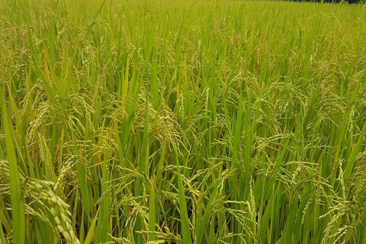 Land for Sale in Capihan, San Rafael, Bulacan