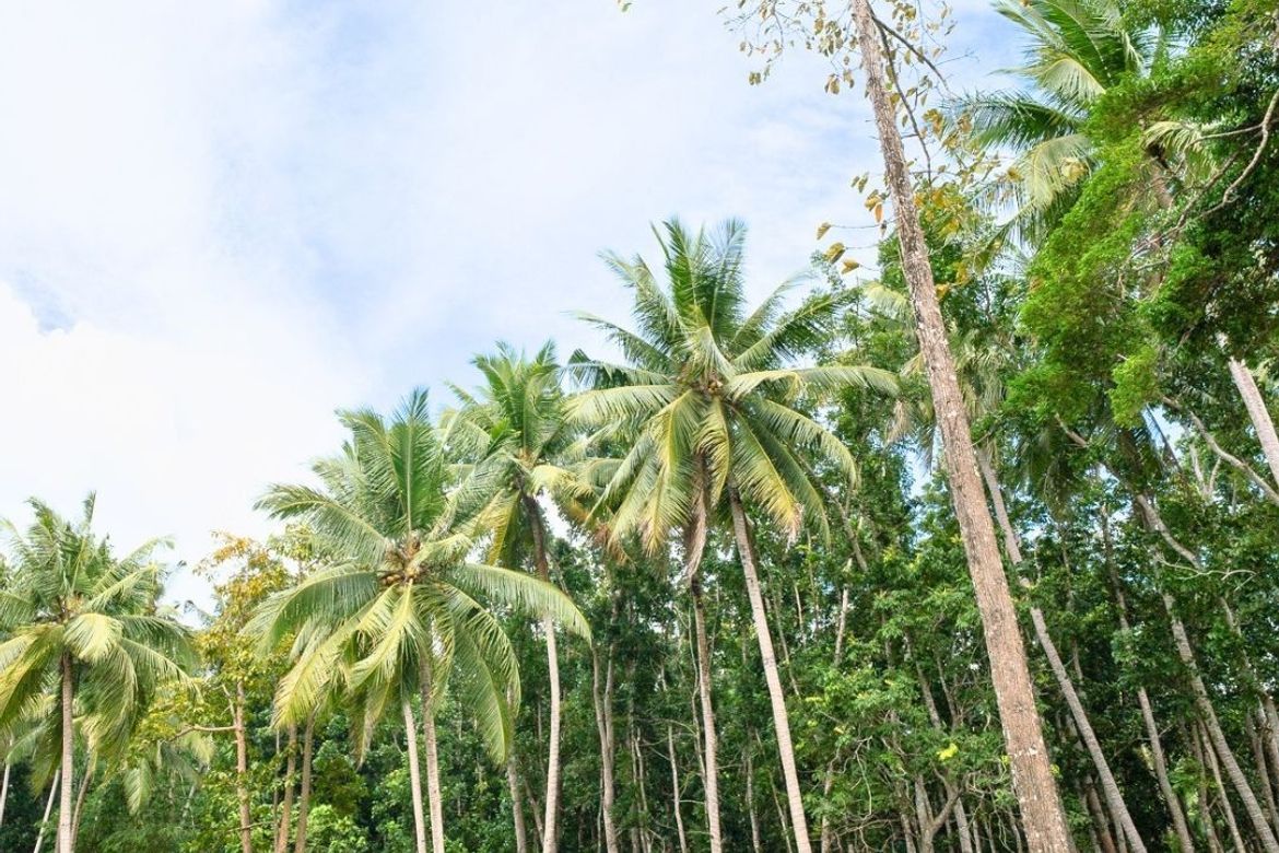 Land for Sale in Caramay, Roxas, Palawan – photo 2