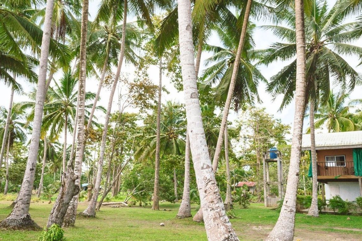 Land for Sale in Caramay, Roxas, Palawan – photo 3