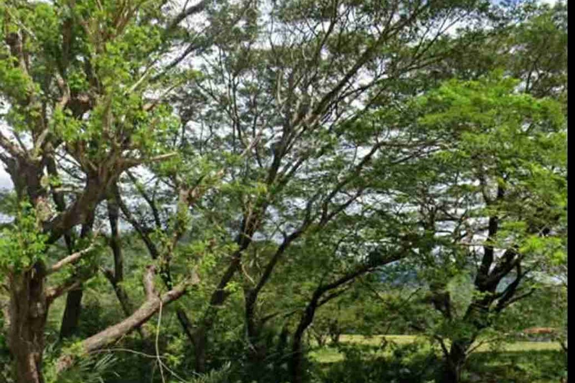 Land for Sale in Casague, Santa Cruz, Occidental Mindoro – photo 2