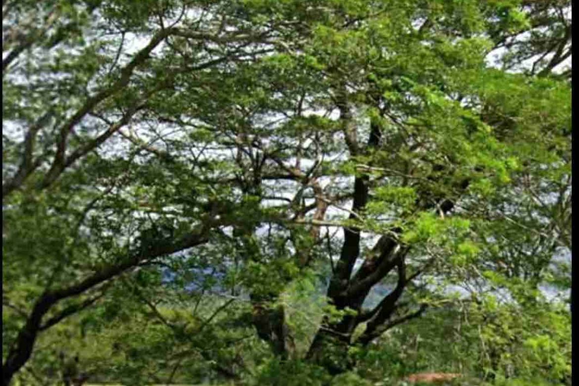 Land for Sale in Casague, Santa Cruz, Occidental Mindoro – photo 3