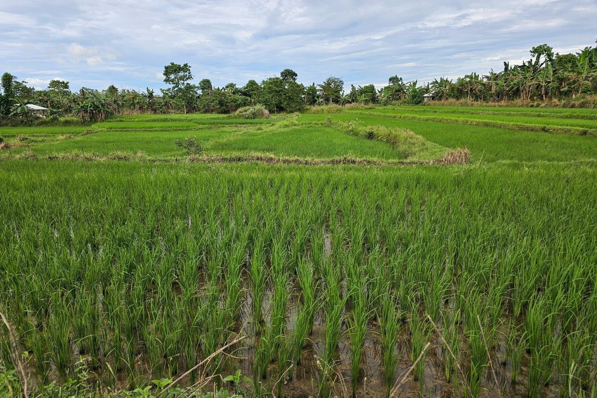Land for Sale in Catagda-An, Pilar, Bohol