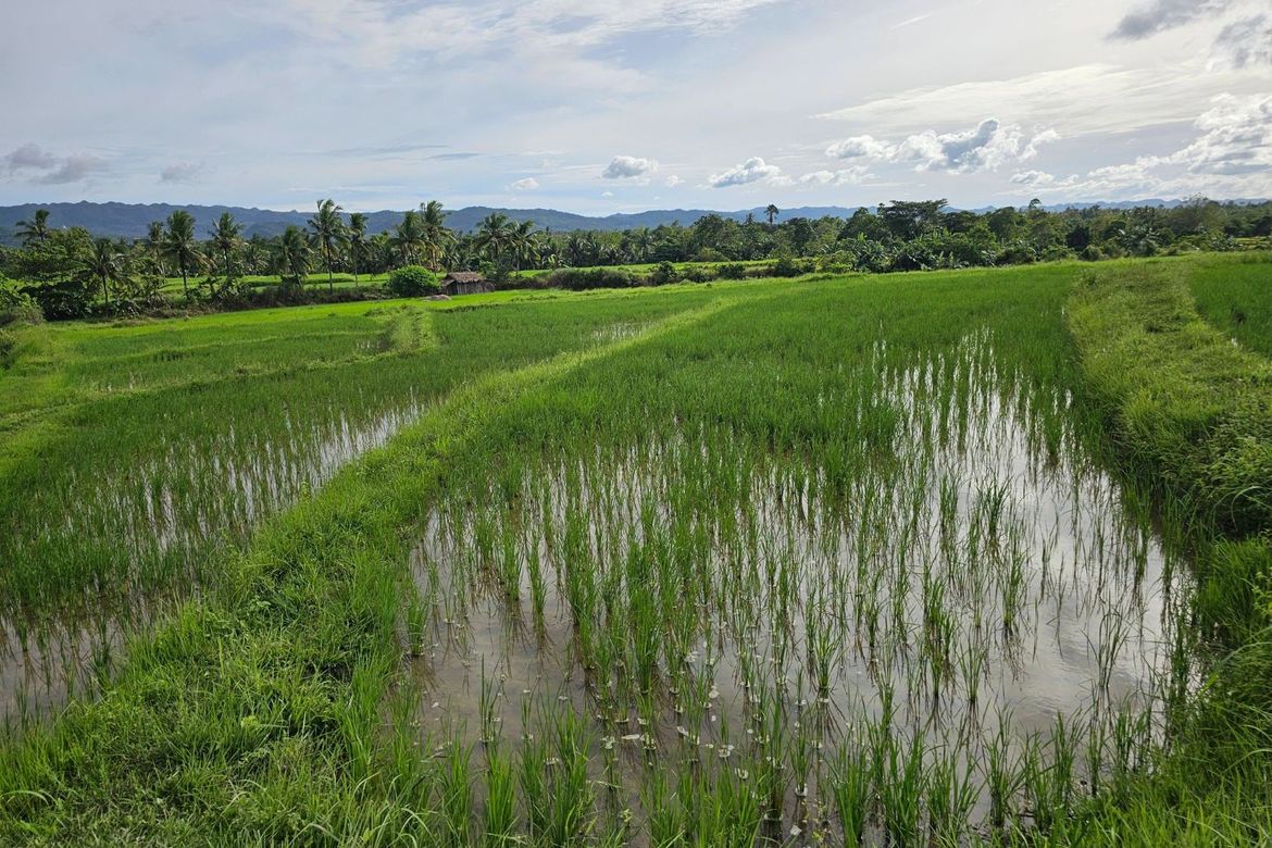 Land for Sale in Catagda-An, Pilar, Bohol – photo 2