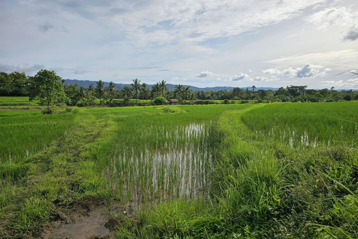 Land for Sale in Catagda-An, Pilar, Bohol – photo 3