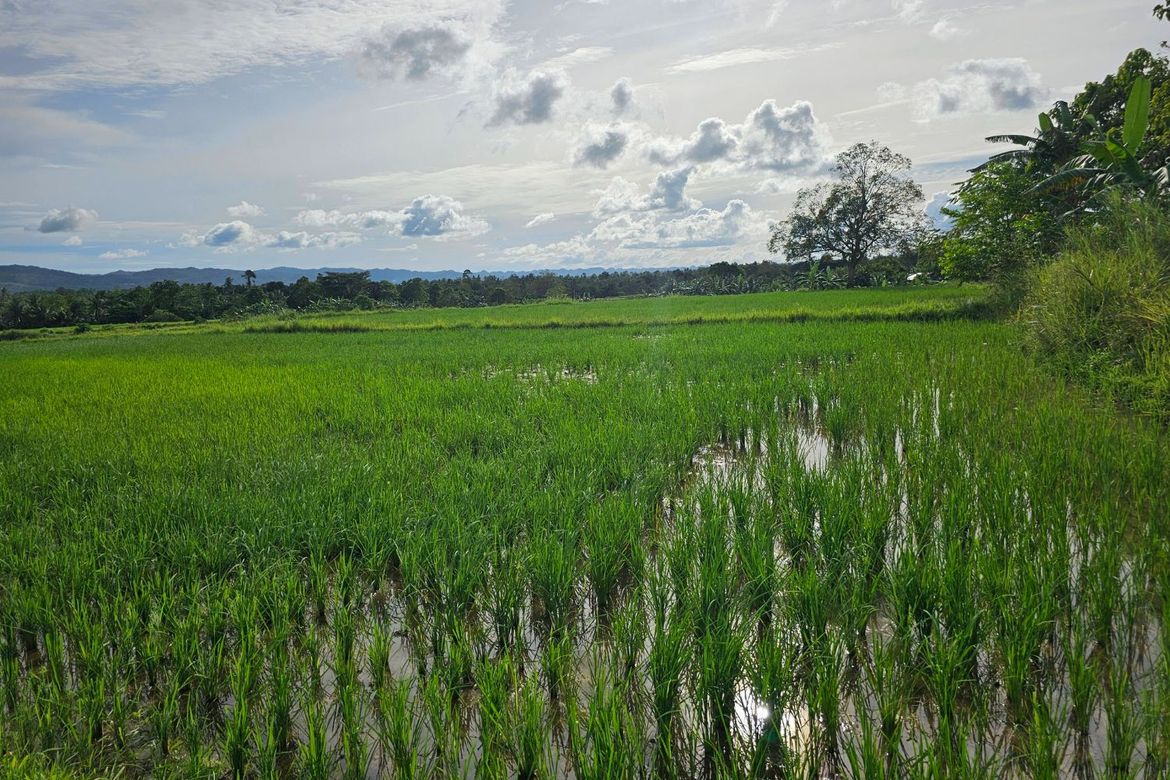 Land for Sale in Catagda-An, Pilar, Bohol – photo 4