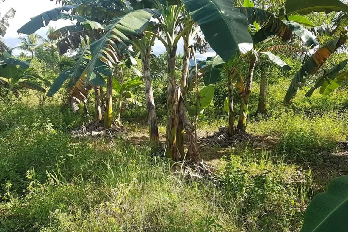 Land for Sale in Catagda-An, Pilar, Bohol – photo 2