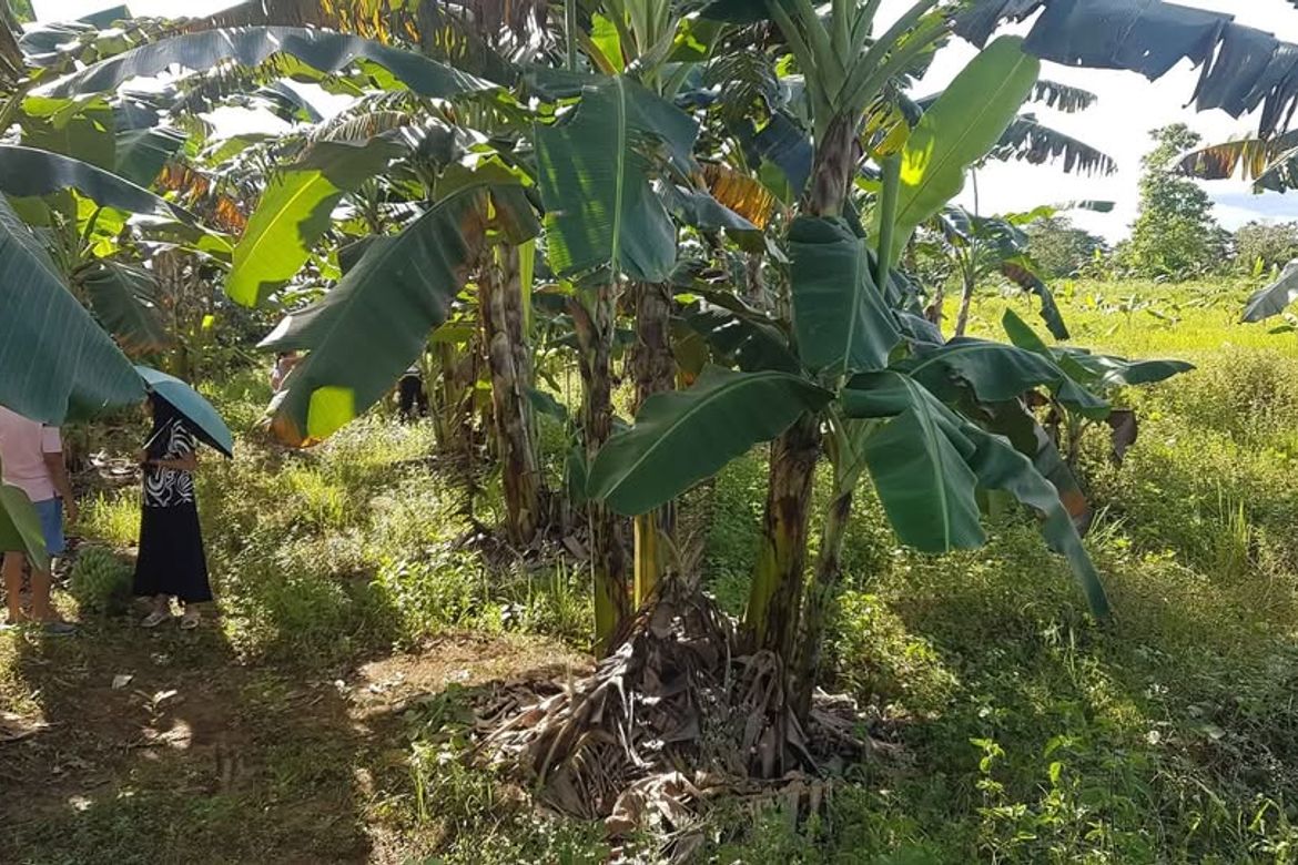 Land for Sale in Catagda-An, Pilar, Bohol – photo 3