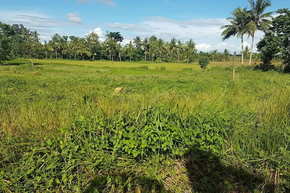 Land for Sale in Catagda-An, Pilar, Bohol – photo 4