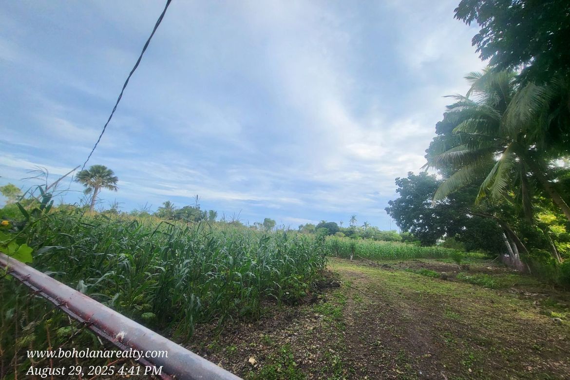 Land for Sale in Catarman, Dauis, Bohol – photo 4