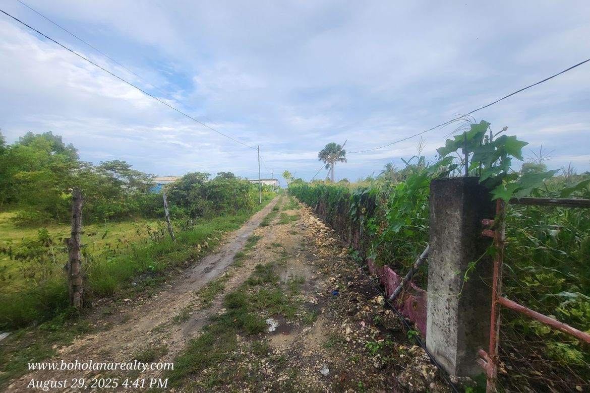 Land for Sale in Catarman, Dauis, Bohol – photo 5