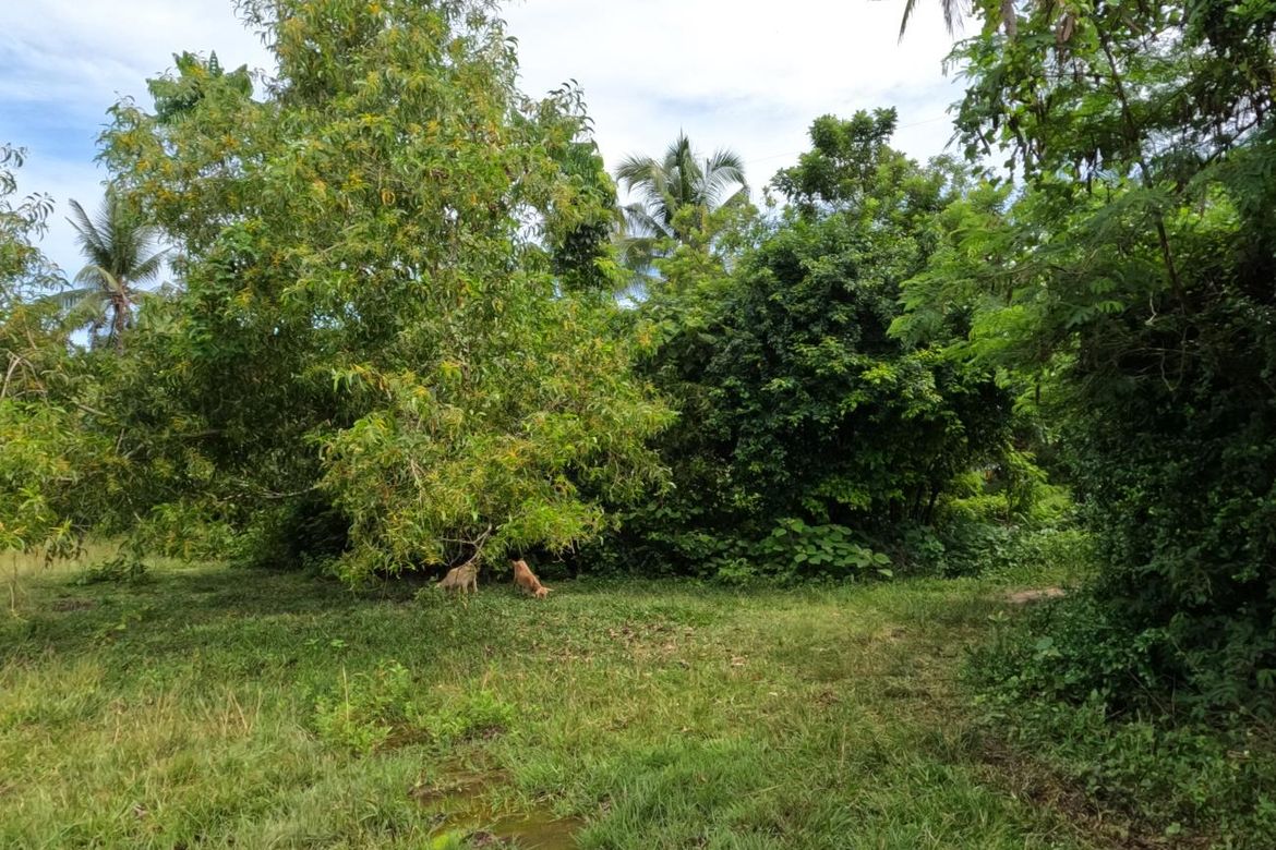 Land for Sale in Catarman, Dauis, Bohol – photo 2