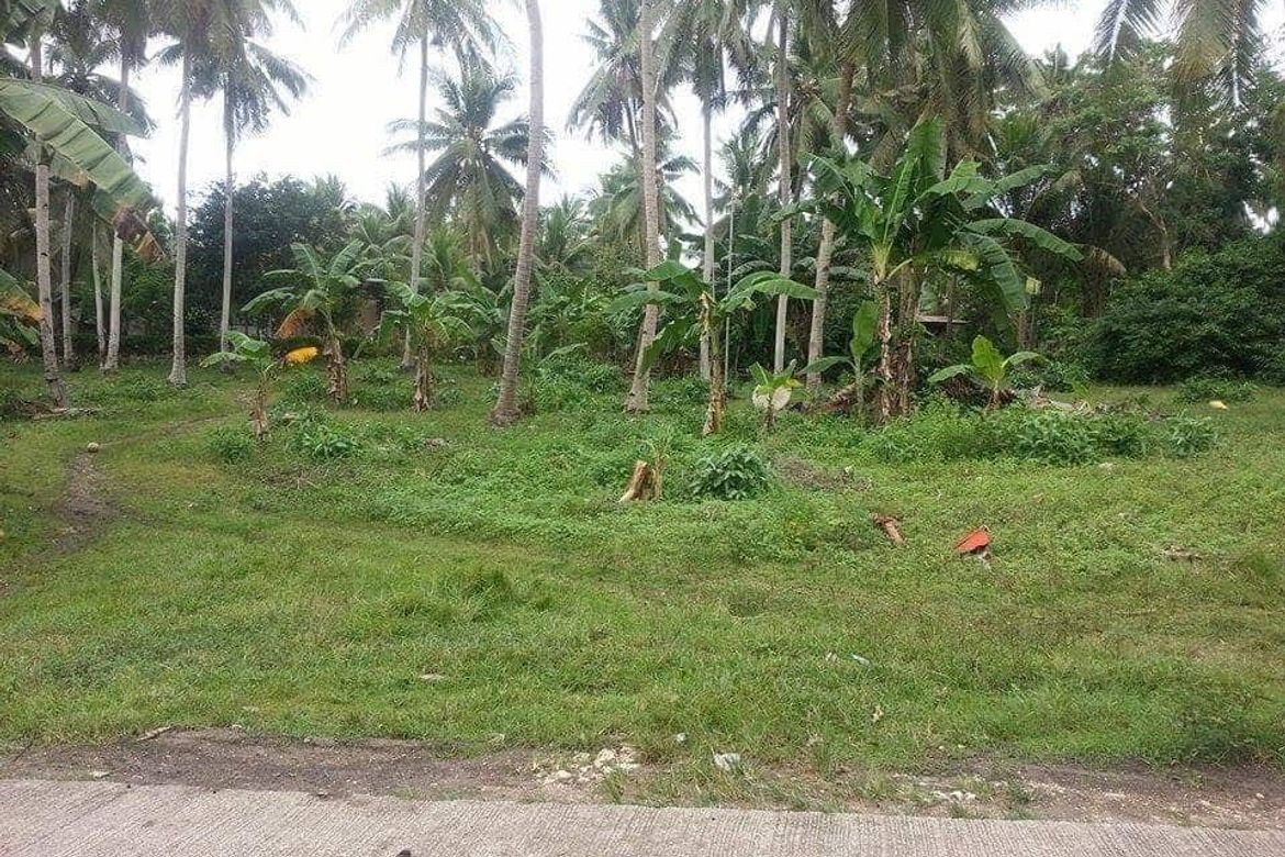 Land for Sale in Catarman, Dauis, Bohol – photo 2
