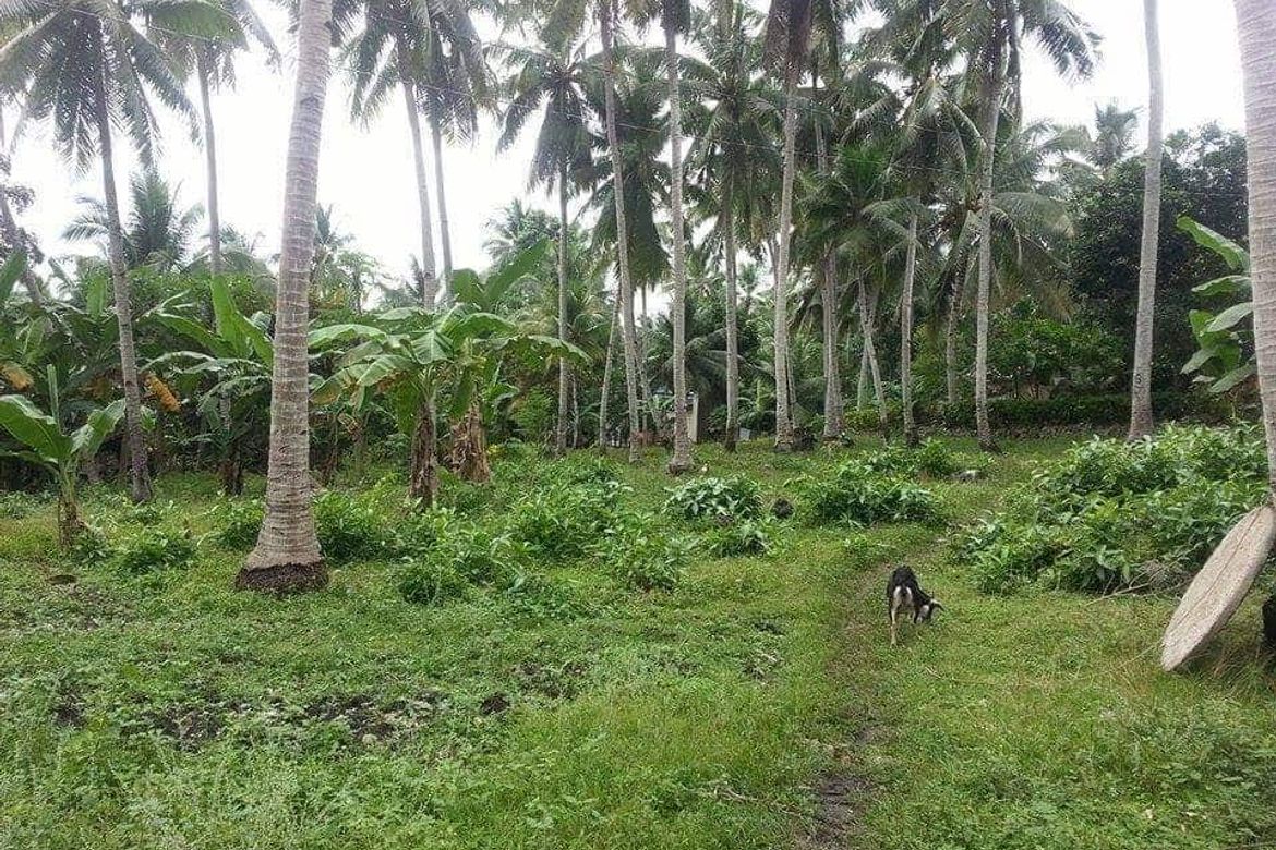 Land for Sale in Catarman, Dauis, Bohol – photo 3