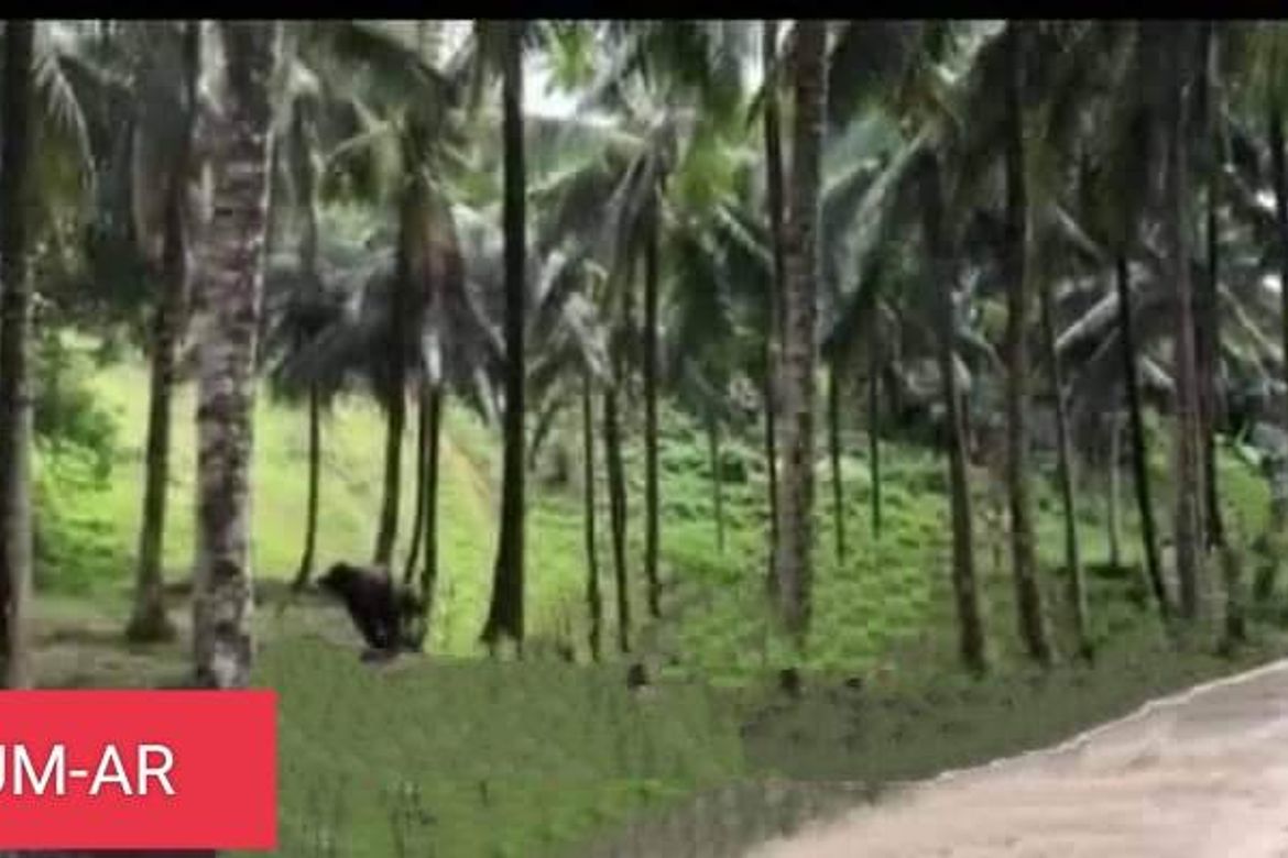 Land for Sale in Catarman, Liloan, Cebu – photo 6