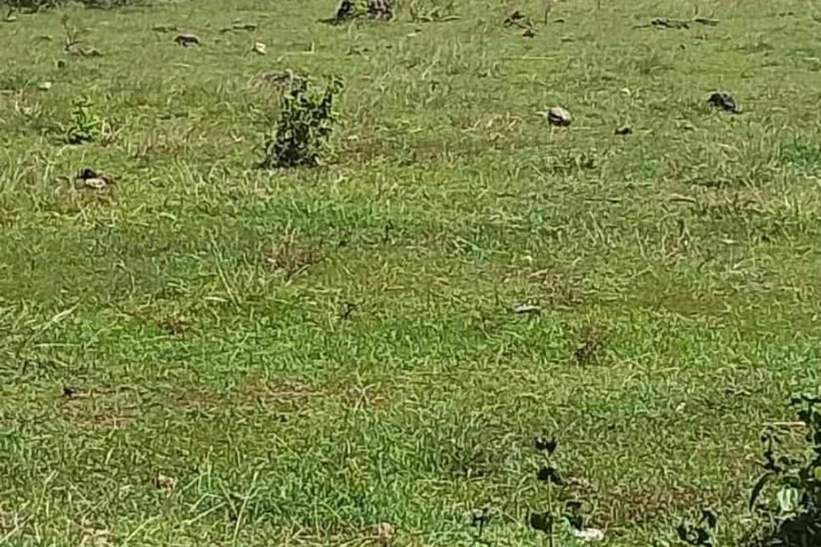 Land for Sale in Caticugan, Siquijor, Siquijor – photo 4