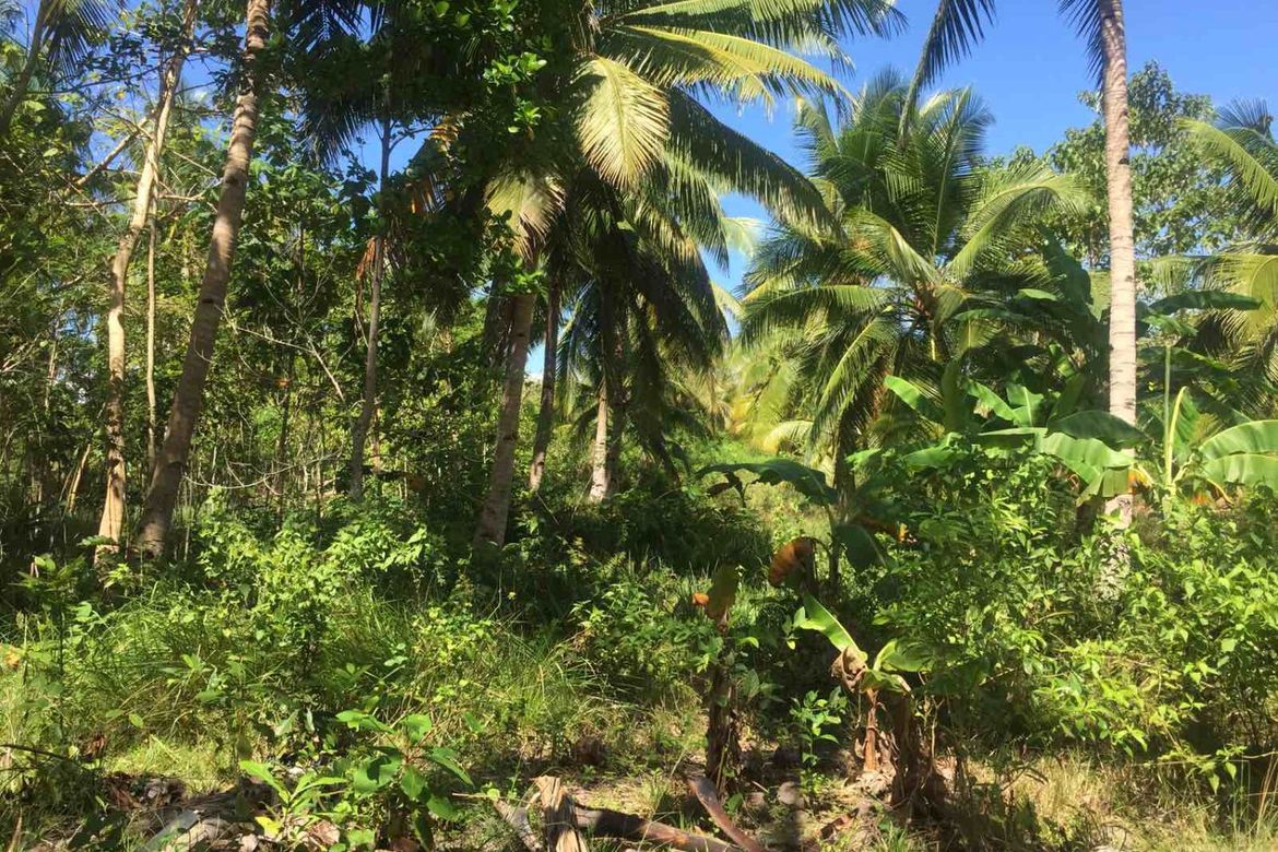 Land for Sale in Cogon Norte, Loon, Bohol – photo 8