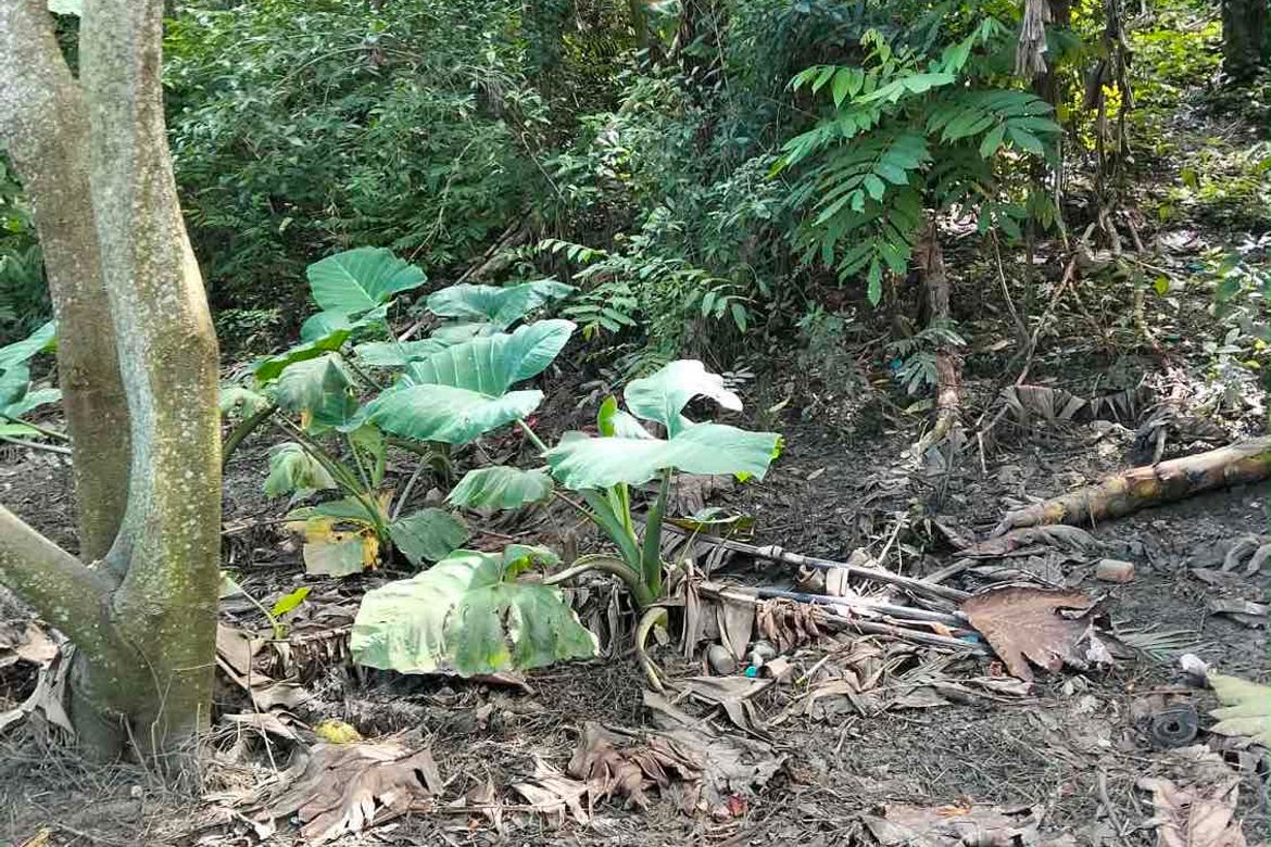 Land for Sale in Cogon, Tagbilaran, Bohol – photo 6