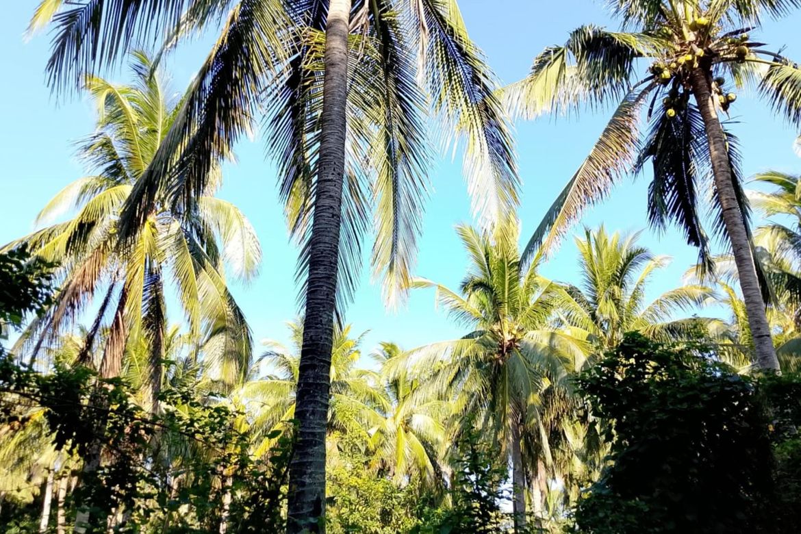 Land for Sale in Concepcion No. 1, Sariaya, Quezon