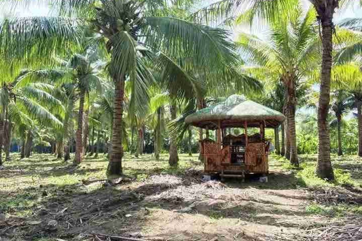 Land for Sale in Concepcion Palasan, Sariaya, Quezon – photo 6