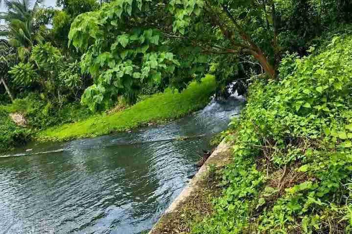 Land for Sale in Concepcion Palasan, Sariaya, Quezon – photo 8