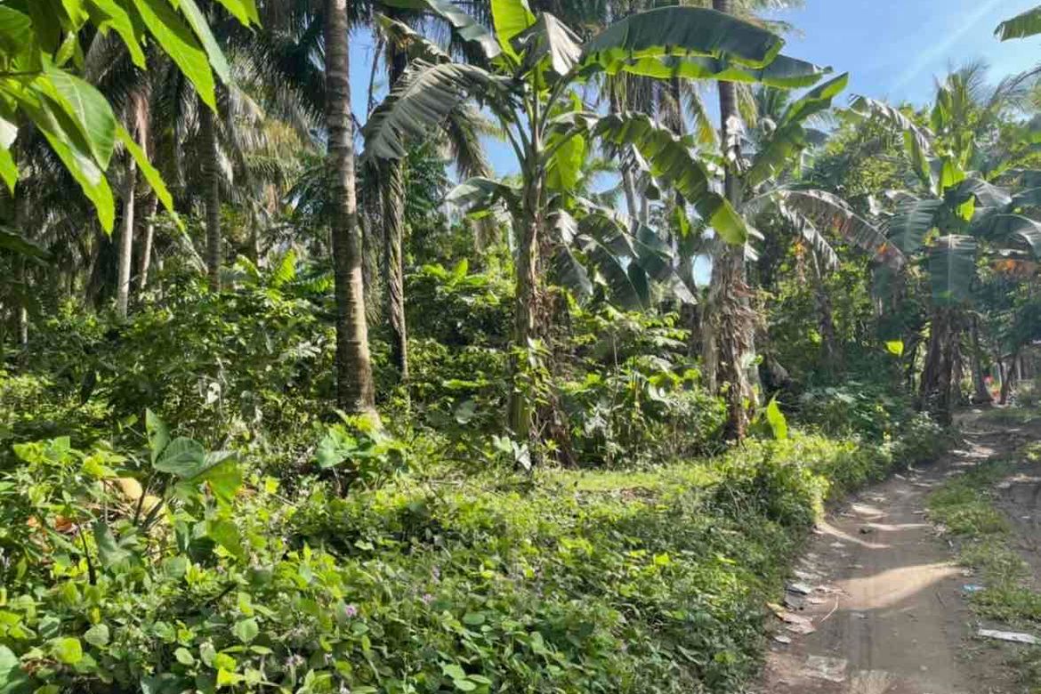 Land for Sale in Concepcion Palasan, Sariaya, Quezon