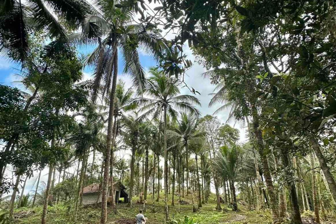 Land for Sale in Concepcion Palasan, Sariaya, Quezon – photo 3