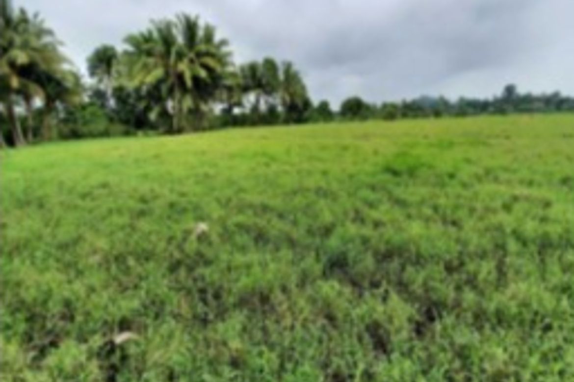 Land for Sale in Concepcion, Pila, Laguna