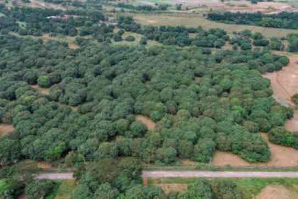 Land for Sale in Consuelo, Floridablanca, Pampanga – photo 3