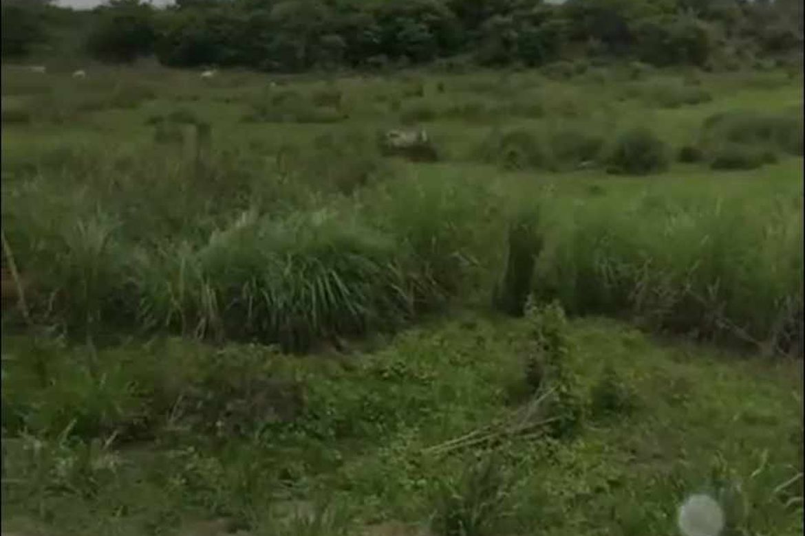 Land for Sale in Consuelo, Floridablanca, Pampanga – photo 6