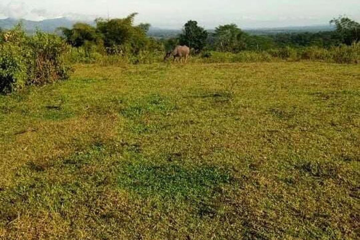 Land for Sale in Cosina, Talakag, Bukidnon – photo 4