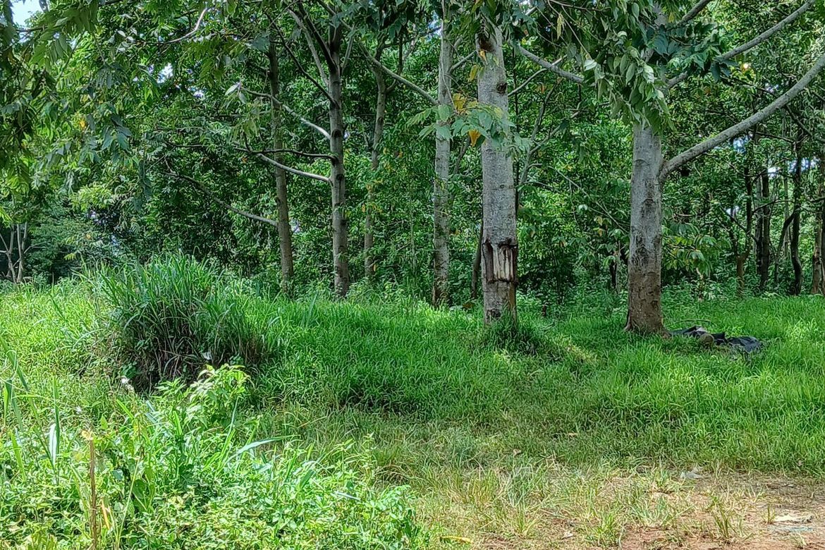 Land for Sale in Dacudao, Davao City, Davao del Sur – photo 3