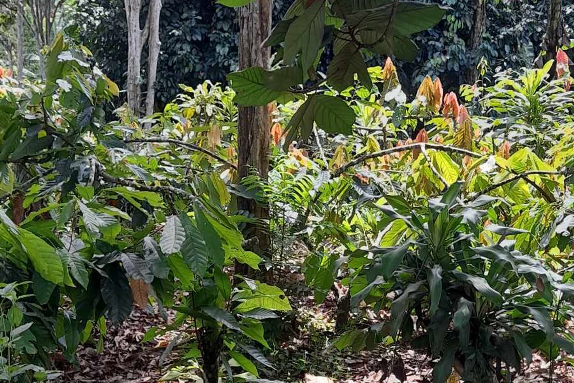 Land for Sale in Dacudao, Davao City, Davao del Sur – photo 3