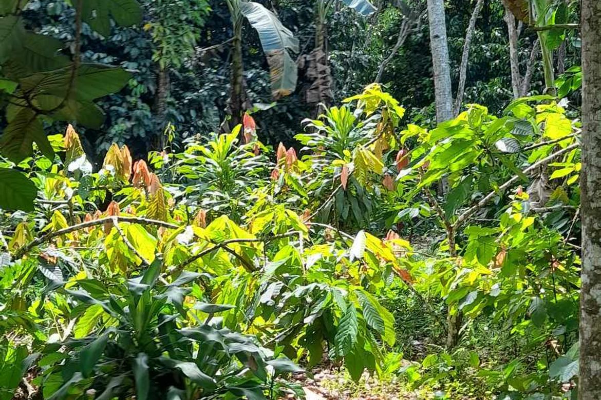 Land for Sale in Dacudao, Davao City, Davao del Sur – photo 4