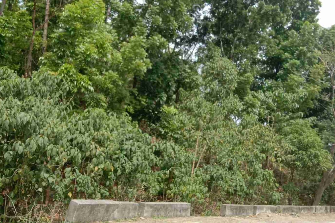 Land for Sale in Dahile, Mabinay, Negros Oriental – photo 6