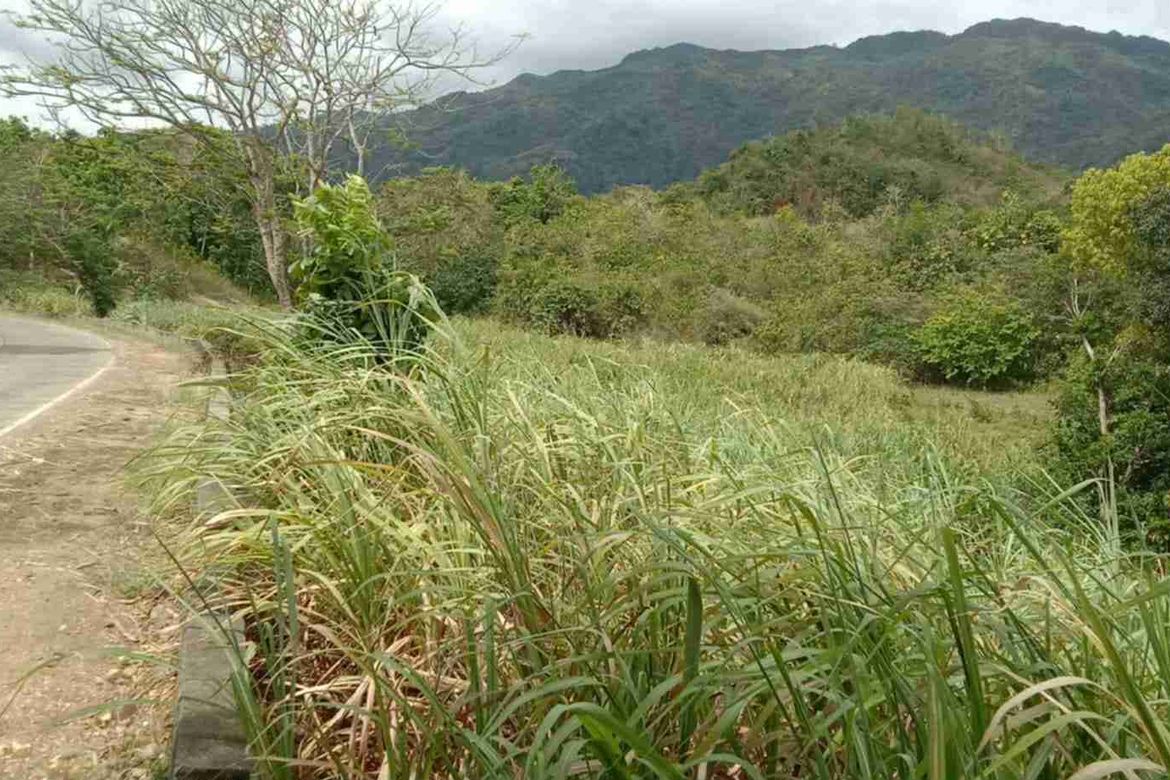Land for Sale in Dahile, Mabinay, Negros Oriental – photo 8