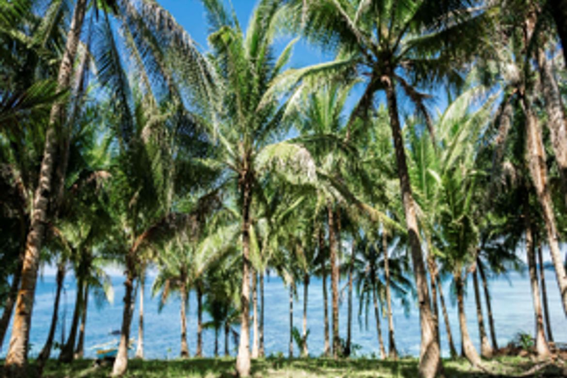 Land for Sale in Daku, General Luna, Surigao del Norte – photo 2