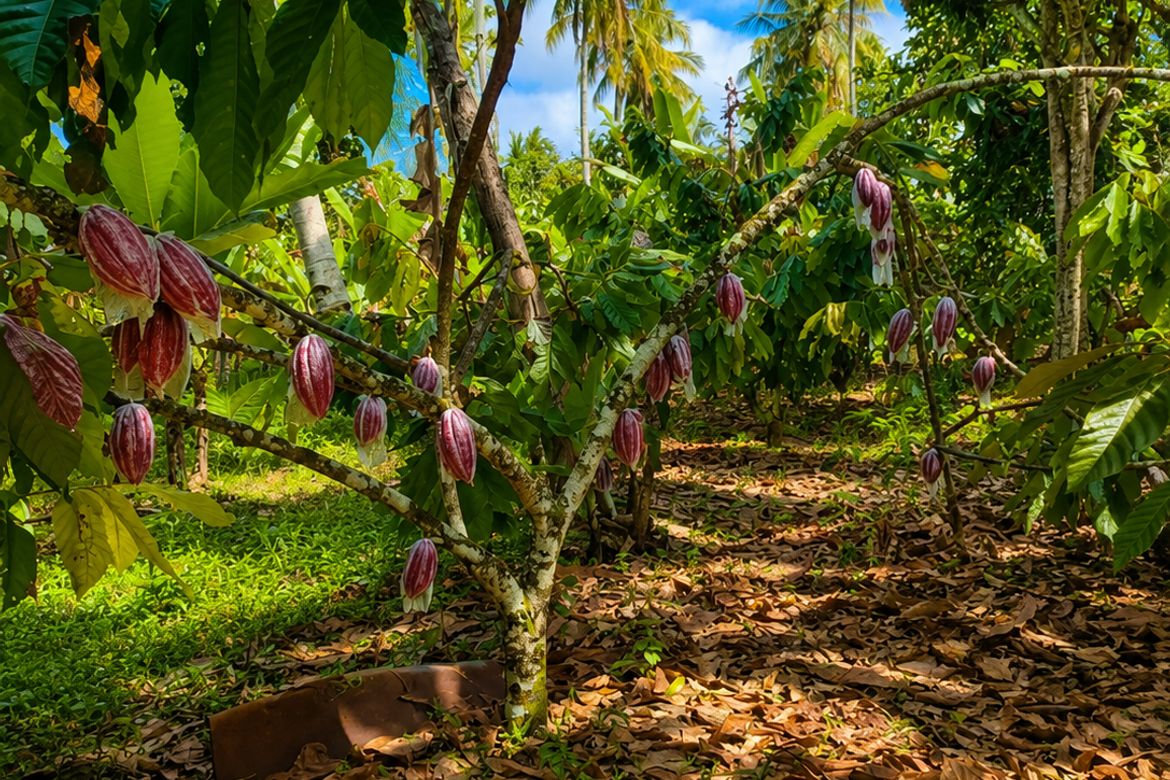 Land for Sale in Daliaon Plantation, Davao City, Davao del Sur – photo 2