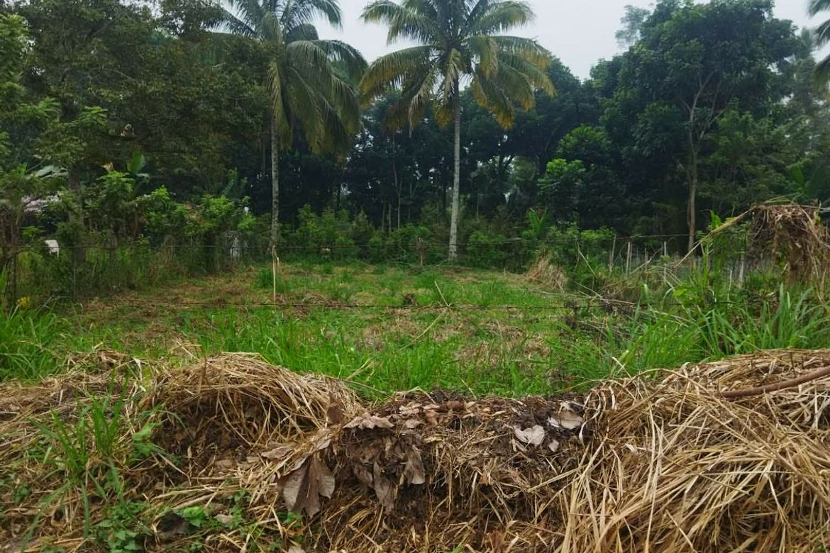 Land for Sale in Daliaon Plantation, Davao City, Davao del Sur – photo 8